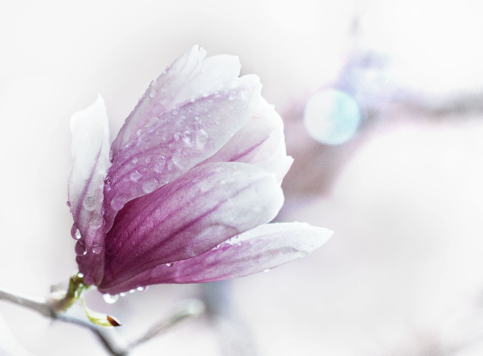 Rain-soaked Magnolia