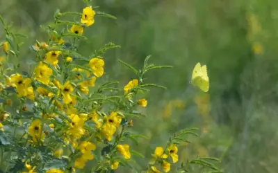 partridge pea & visiting cloudless sulphur butterfly,