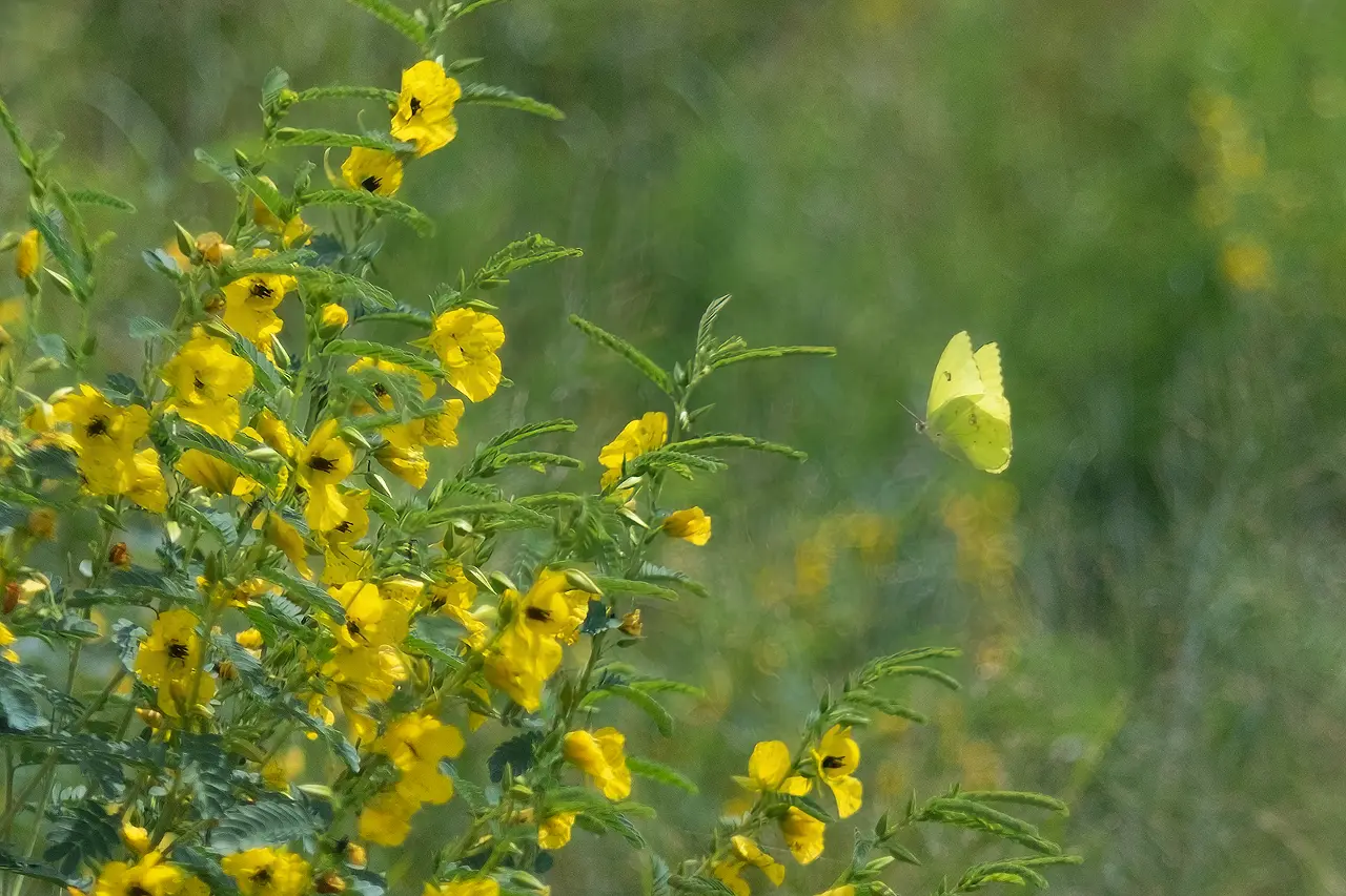 Partridge Pea & Butterfly