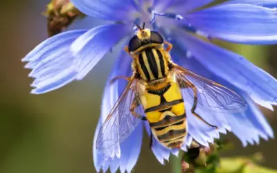 Wild Chicory and Hoverfly