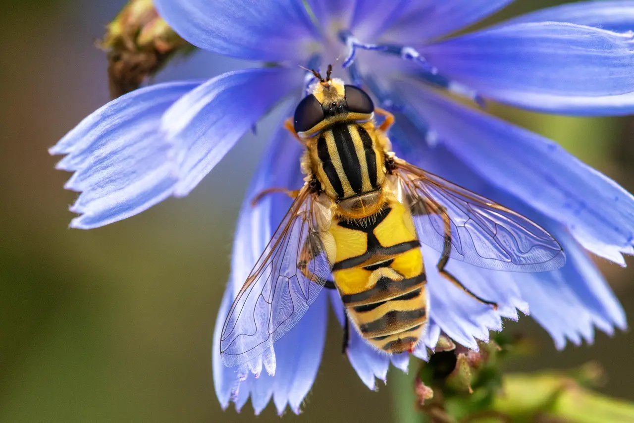 Wild Chicory and Hoverfly