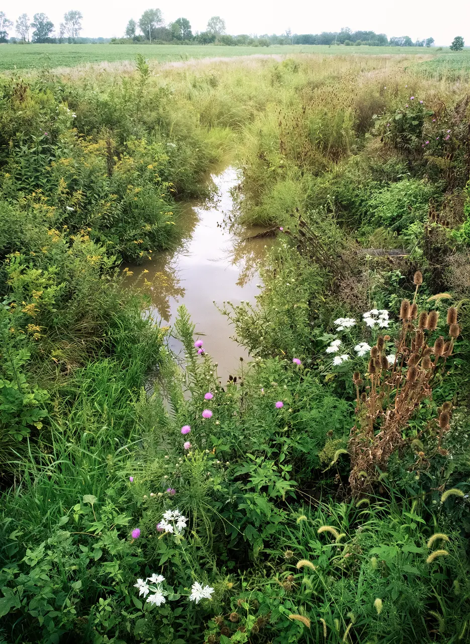 Rainy Morning Water Channel,