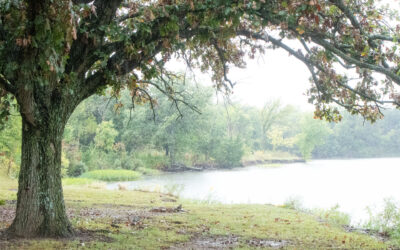 Autumn tinted tree framing lake view