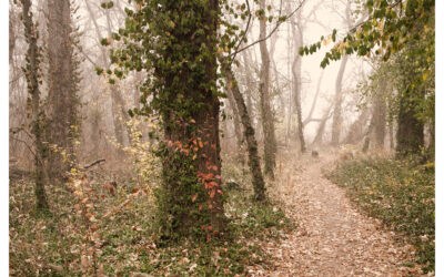 fog bound trail through autumn tinted woodland