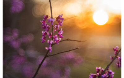 Redbud blossoms with rising sun