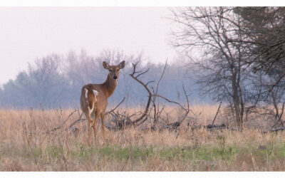 White tailed deer