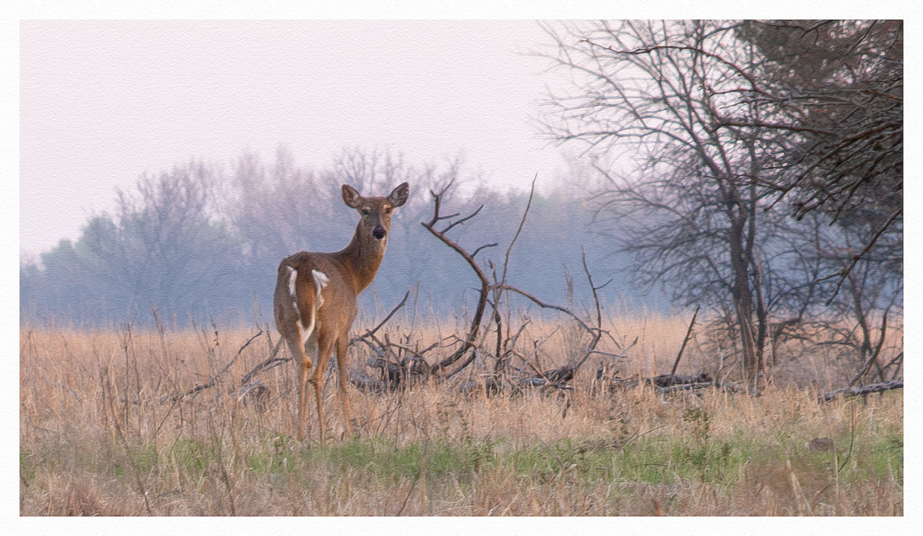 White-tailed Deer