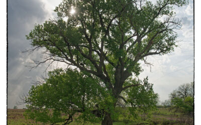 A Cottonwood tree on vivid green ground