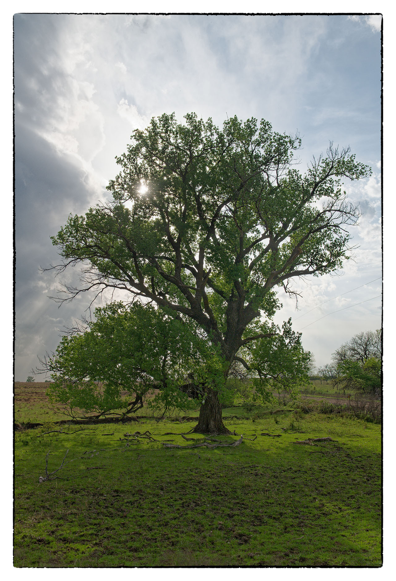 Prairie Cottonwood Tree