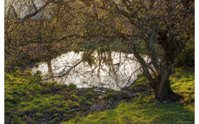 Back-lit tree leaves over reflecting waters