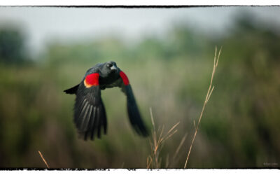 Red-winged blackbird in flight