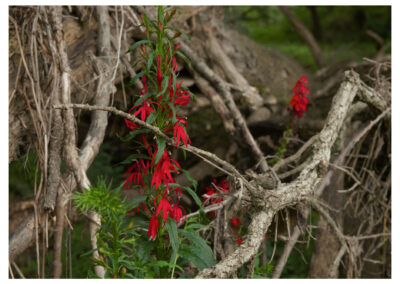 Wild cardinal flower