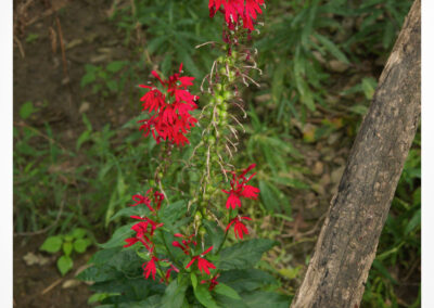 Wild cardinal flower