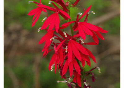 Wild cardinal flower