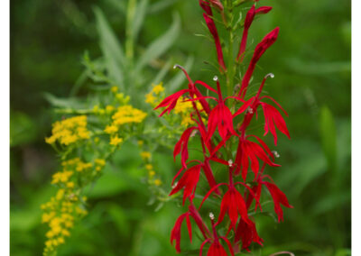 Wild cardinal flower