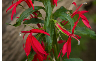 Study of wild cardinal flower blossoms
