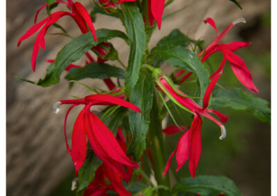 Study of wild cardinal flower blossoms