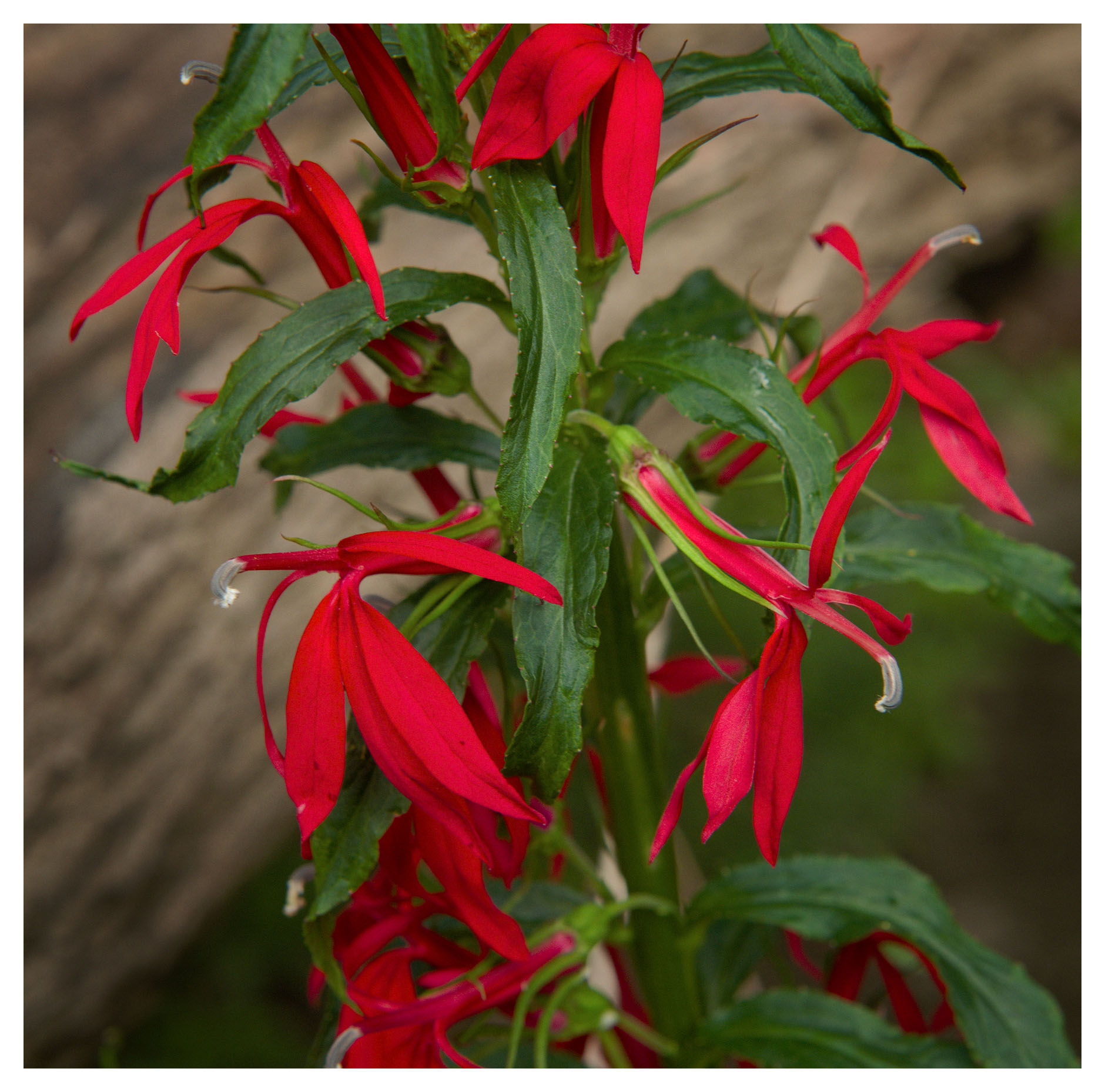 Wild Cardinal Flower
