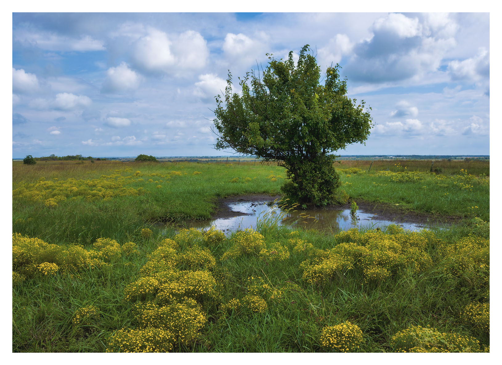 Broomweed & Prairie Puddles