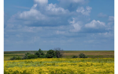 Broomweed covered prairie landscape