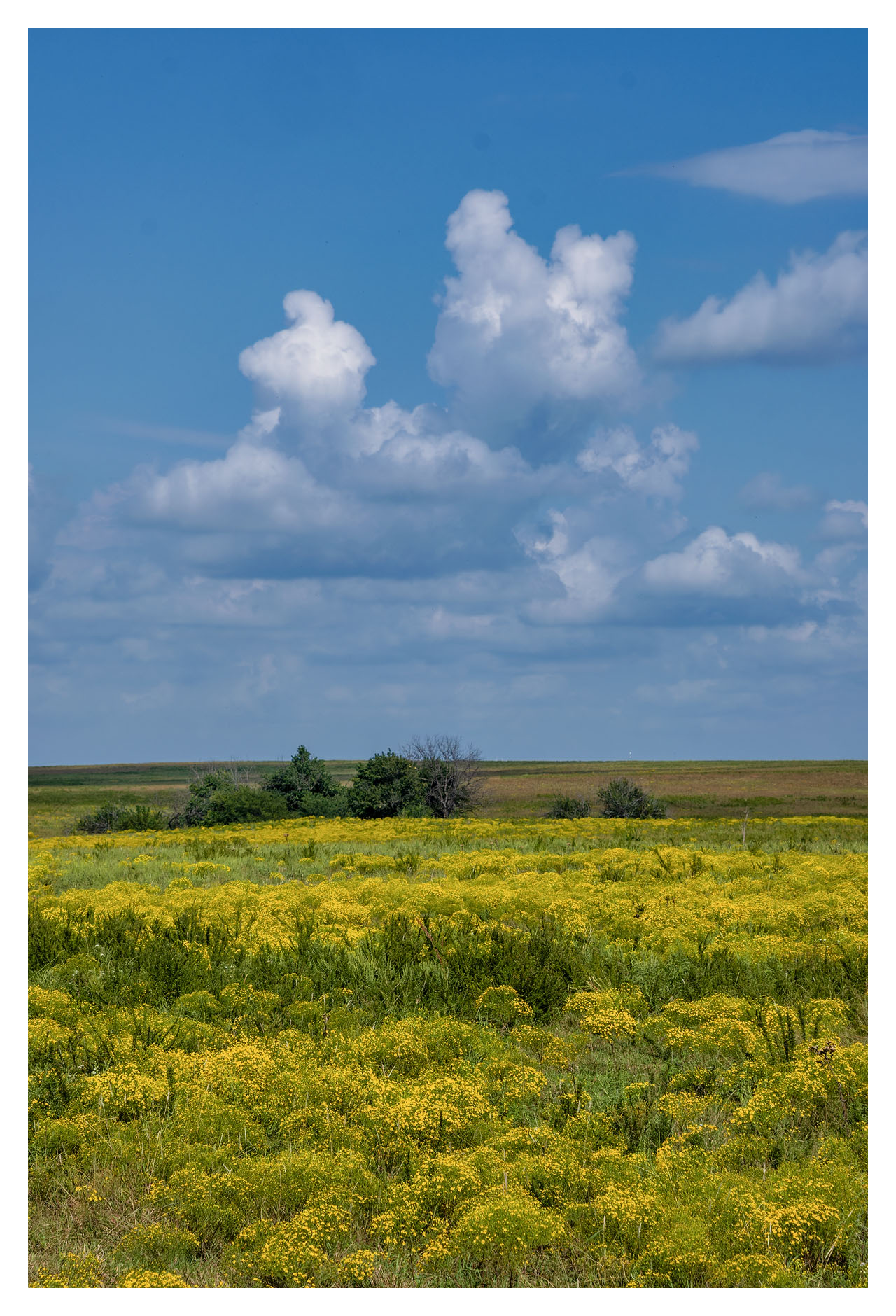 Broomweed Prairie