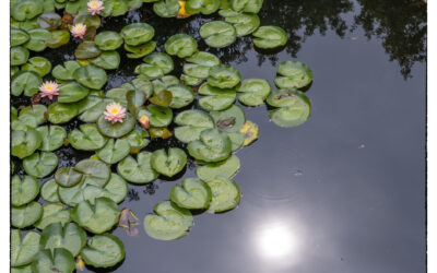 Lilly pads at the Monet Garden
