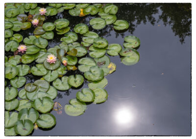 Lilly pads at the Monet Garden
