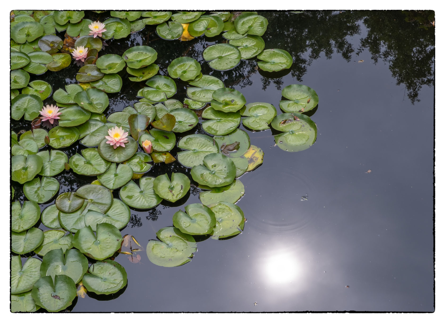 Monet’s Garden