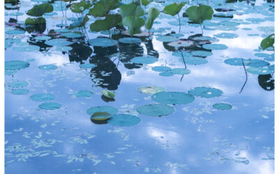 Wild lotus patch - in blues