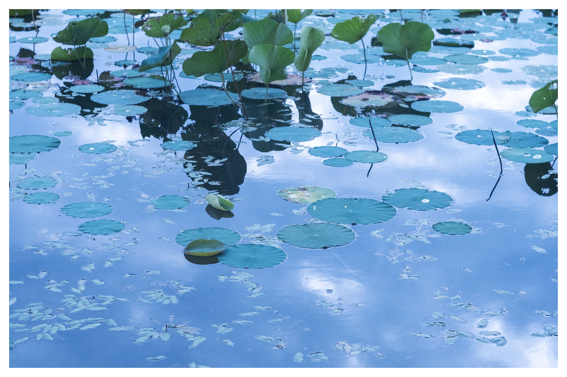 Wild Lotus Patch