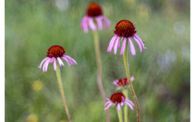 Purple Coneflower