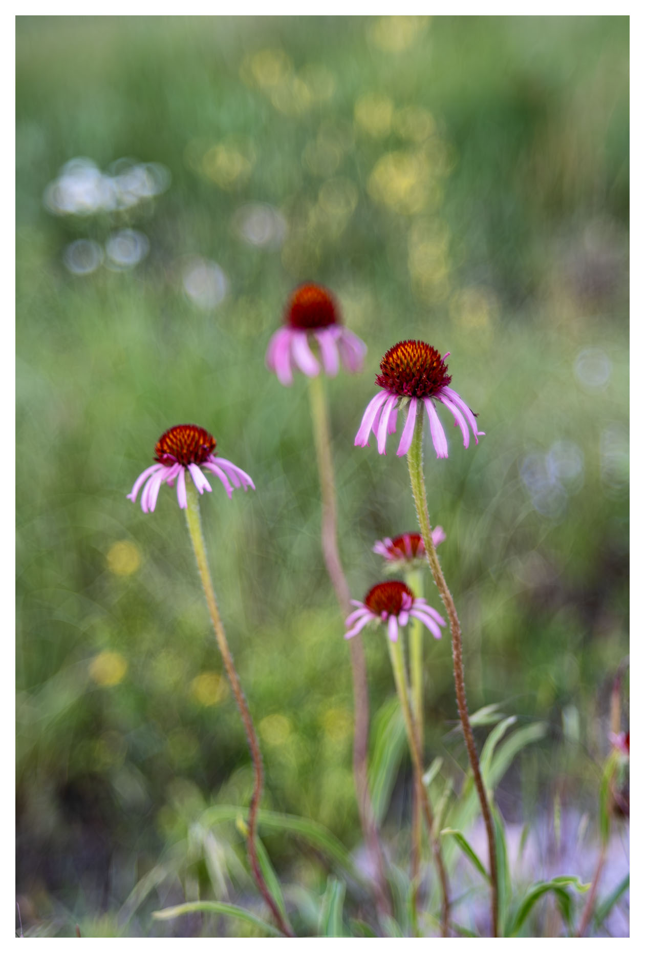 Purple Coneflowers