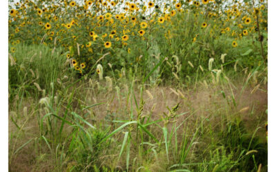 Sunflower patch with native grasses