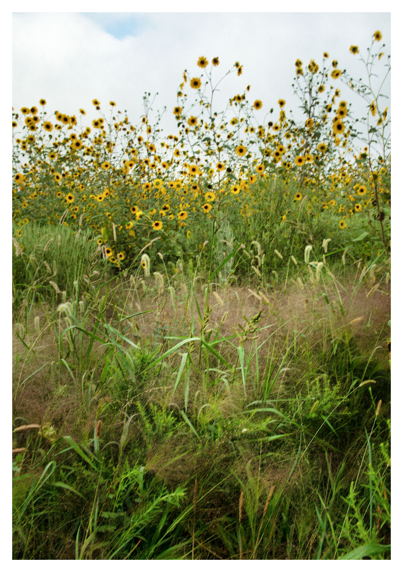 Wild Sunflower Patch with Native Grasses