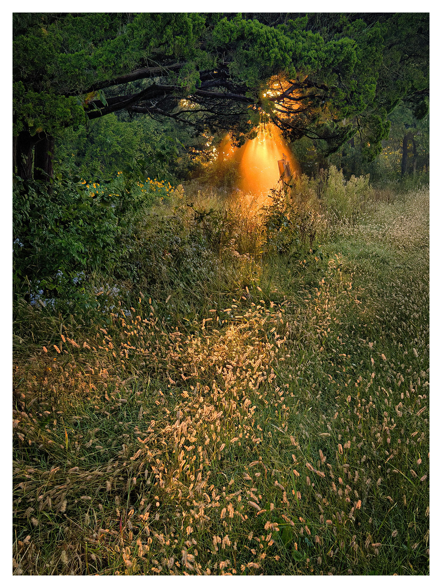Early Morning Sun Flares
