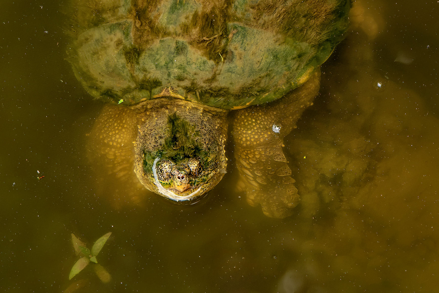 Snapping Turtle